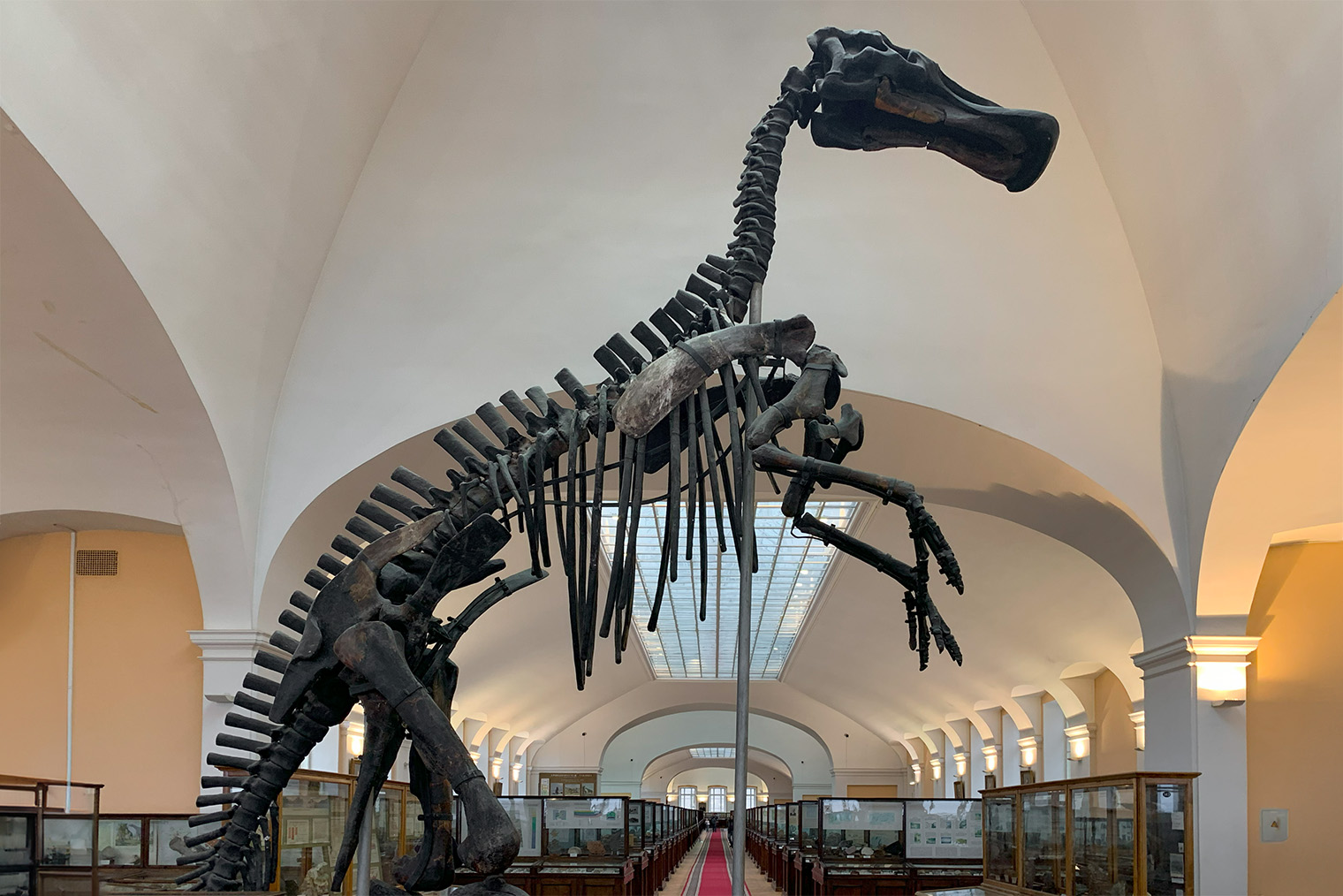 Скелет динозавра в музее имени Ф. Н. Чернышева собрали из костей, которые нашли на Амуре. На заднем плане — бесконечные ряды стендов с минералами со всей России