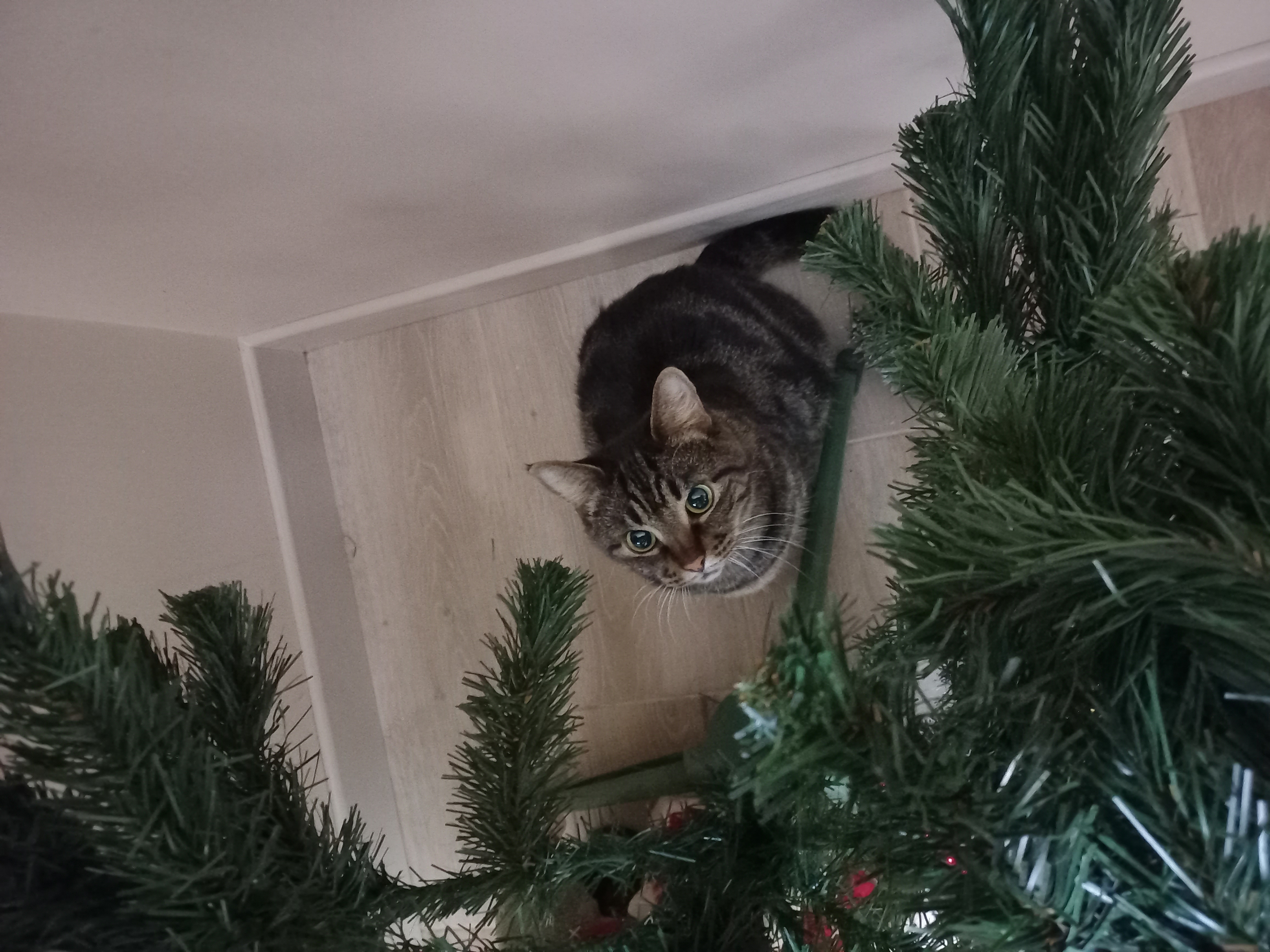 Кошечка Кузминична ищет свой подарок Новогодний!