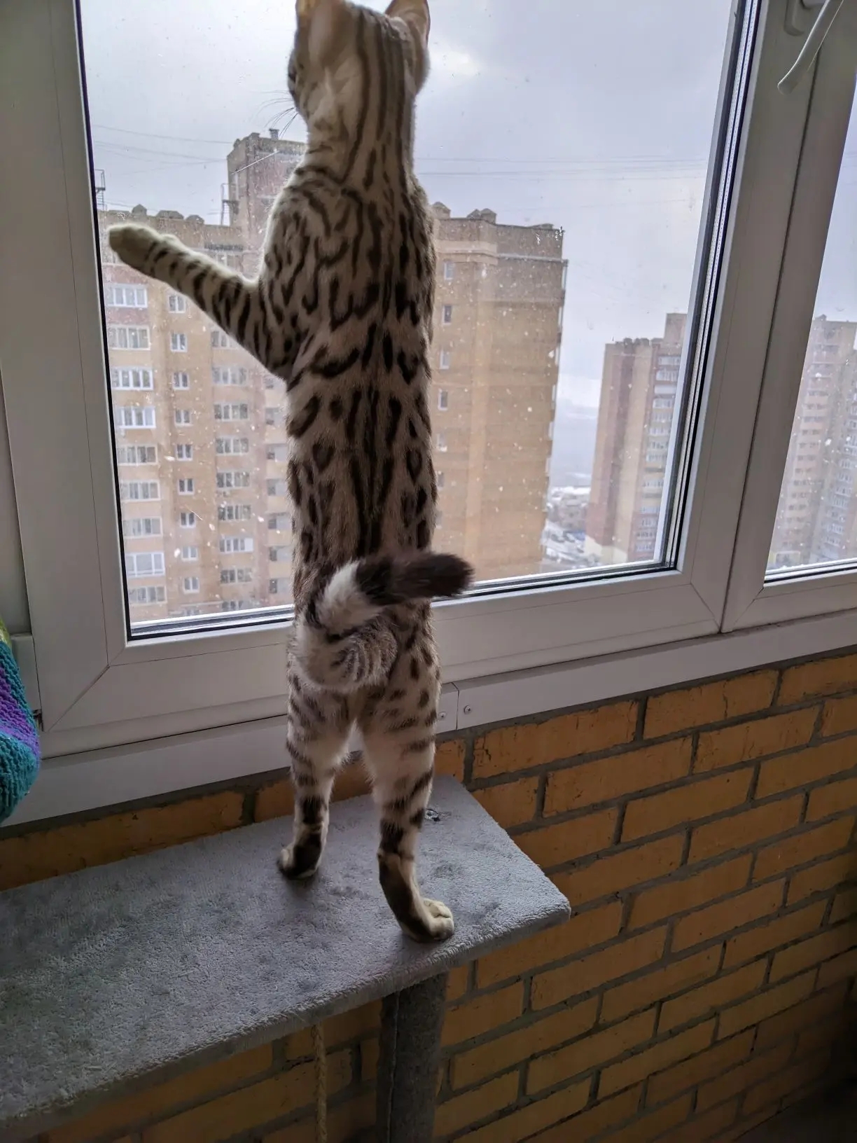 Хочу схватить, хочу-хочу-у-у-у!!!