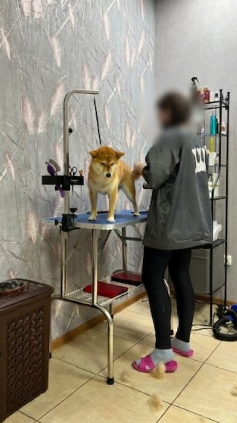 Классическая фиксация на столе. Собака напряжена (тело «в дуге»), уши разъехались, хвост раскручен, натянутая «улыбка» (это не улыбка вовсе! Вопреки расхожему мнению). Собаке ПЛОХО!