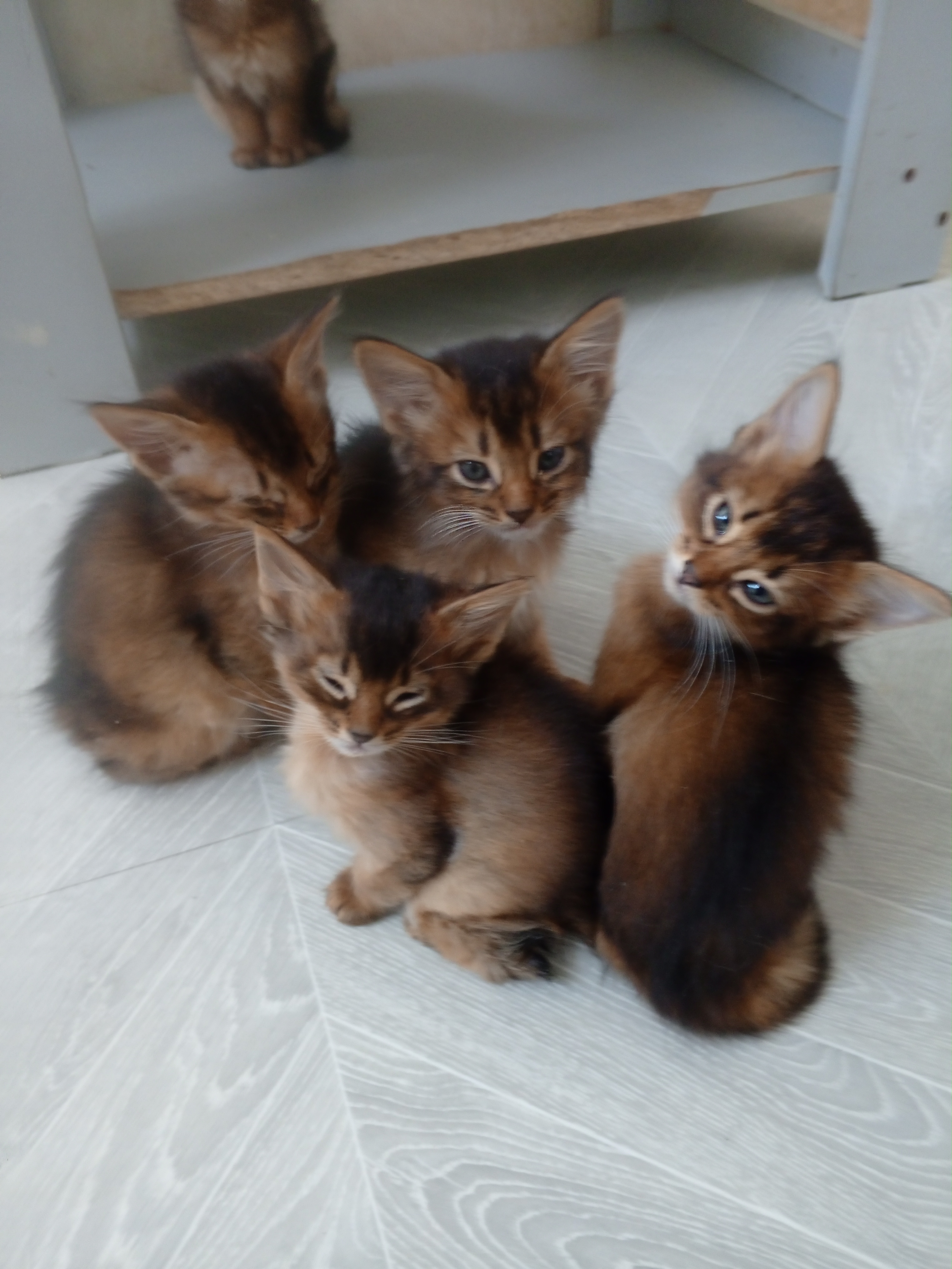 Фото питомцев: сомалийские котята