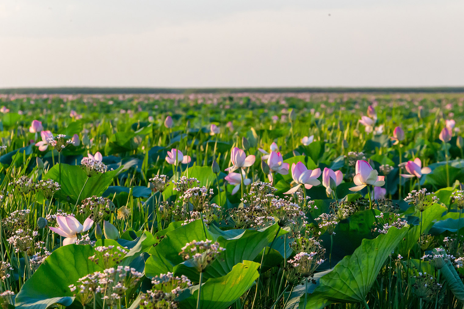 Цветущие лотосы в дельте Волги. © Olga.Sh / Shutterstock / FOTODOM