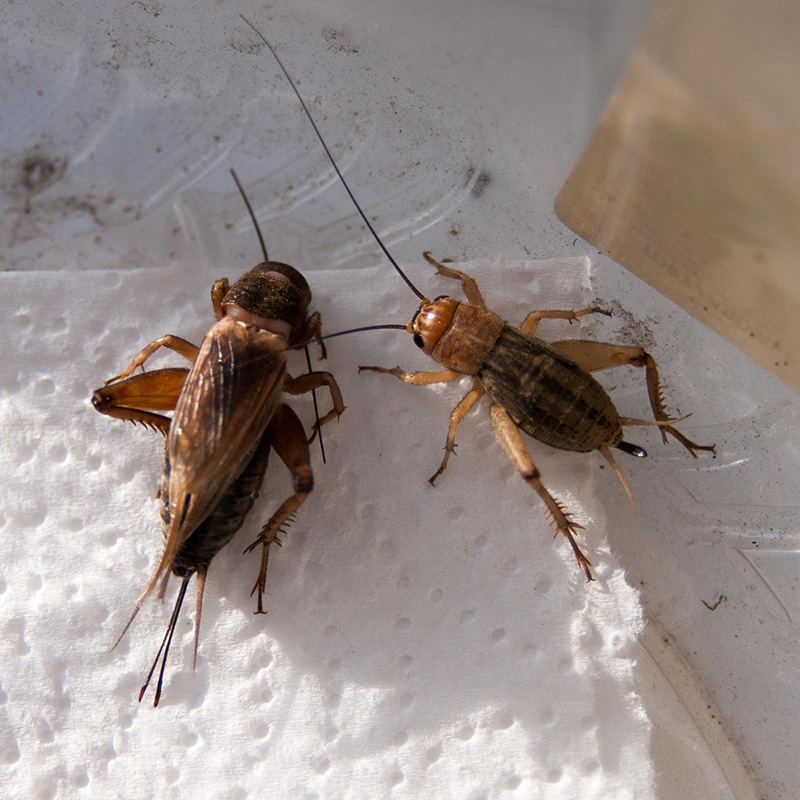 Разведение сверчков, тараканов и других кормовых насекомых как бизнес:  выгодно или нет