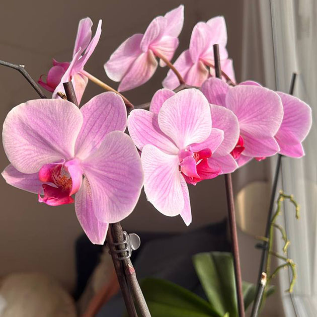 У меня дома три орхидеи, любуюсь ими