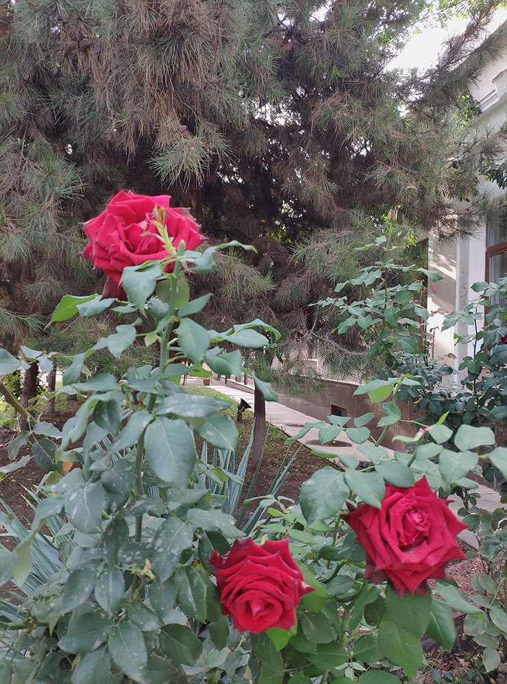 Розы в октябре нам, северным жителям, казались чудом
