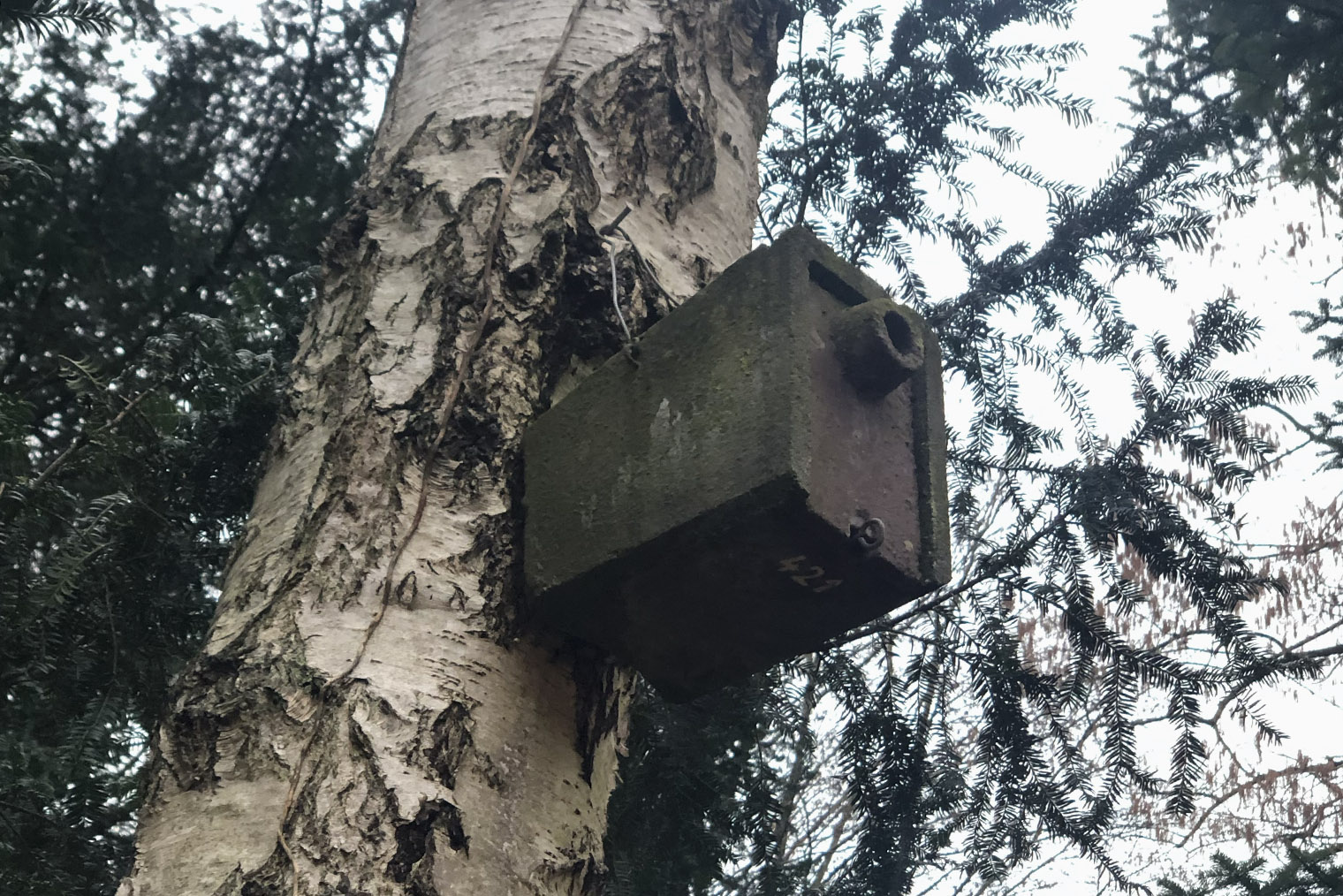 В парках Люксембурга стоят такие интересные гнезда для птиц