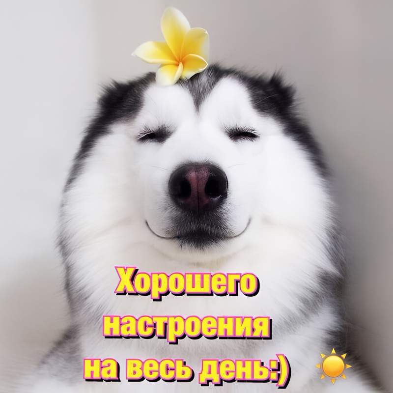 Хаски
