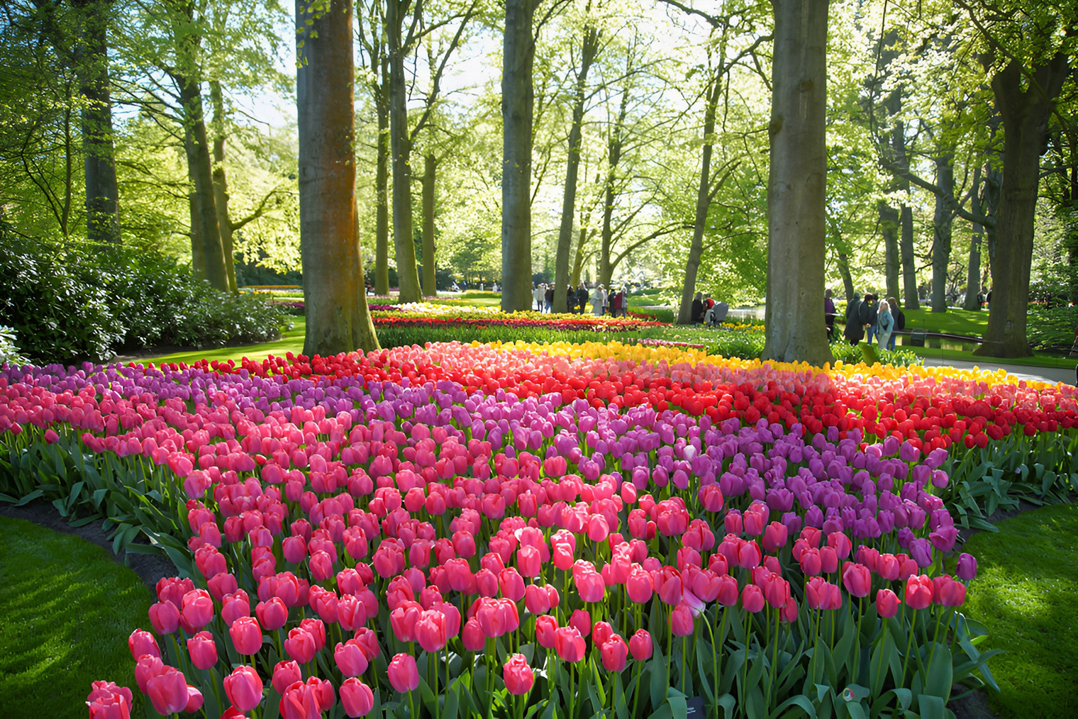 Тюльпаны в парке. Источник: keukenhof.nl