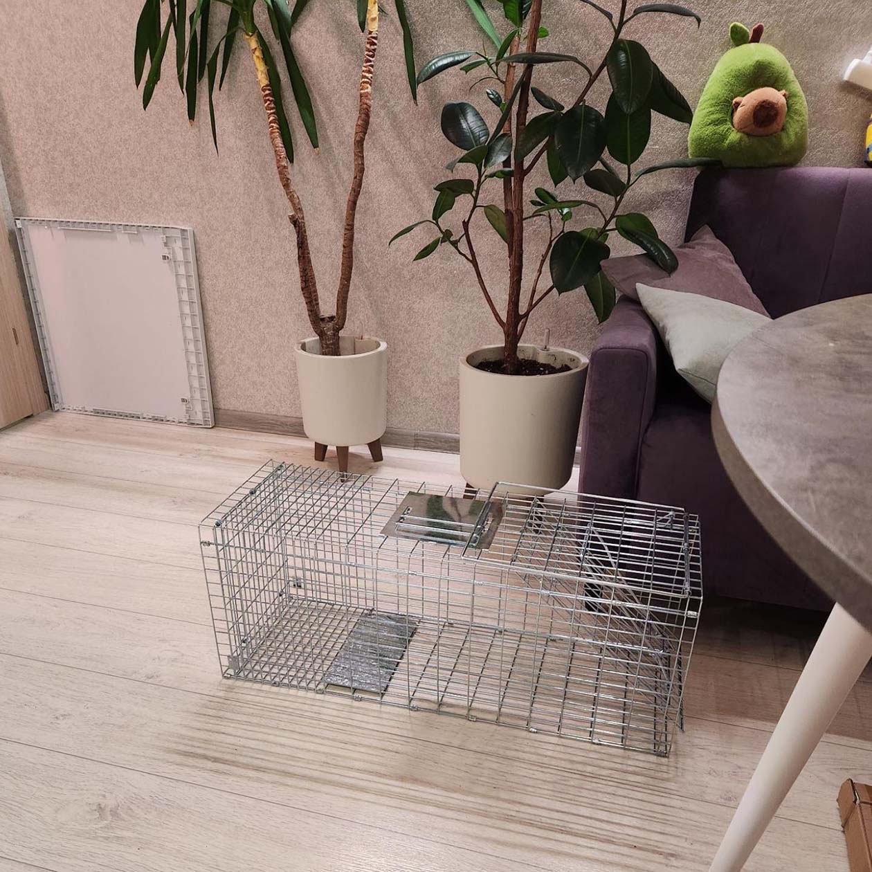 Собрали кошколовку