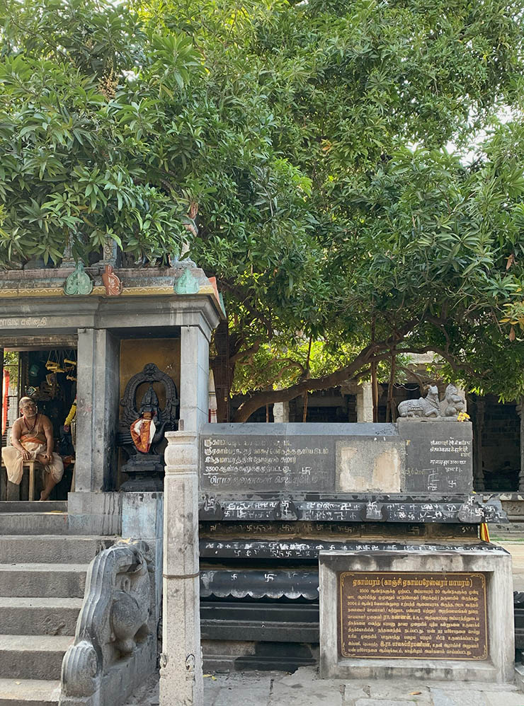 Манговое дерево во дворе храма Шивы