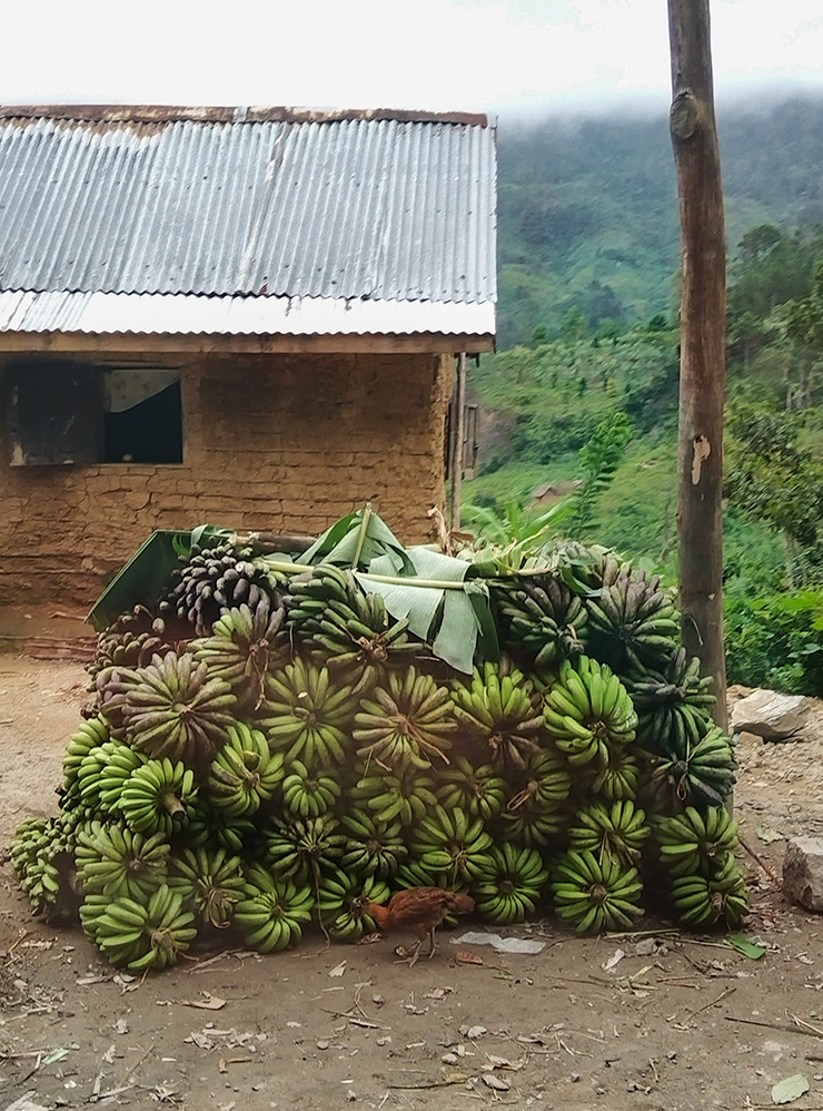 Бананы, недавно снятые с пальм