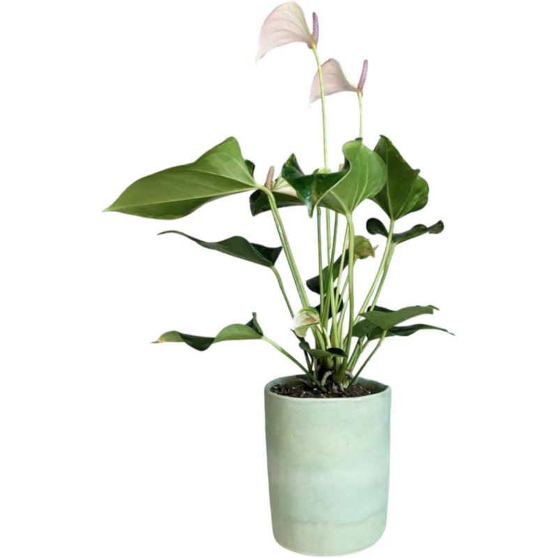 Цветок в горшке