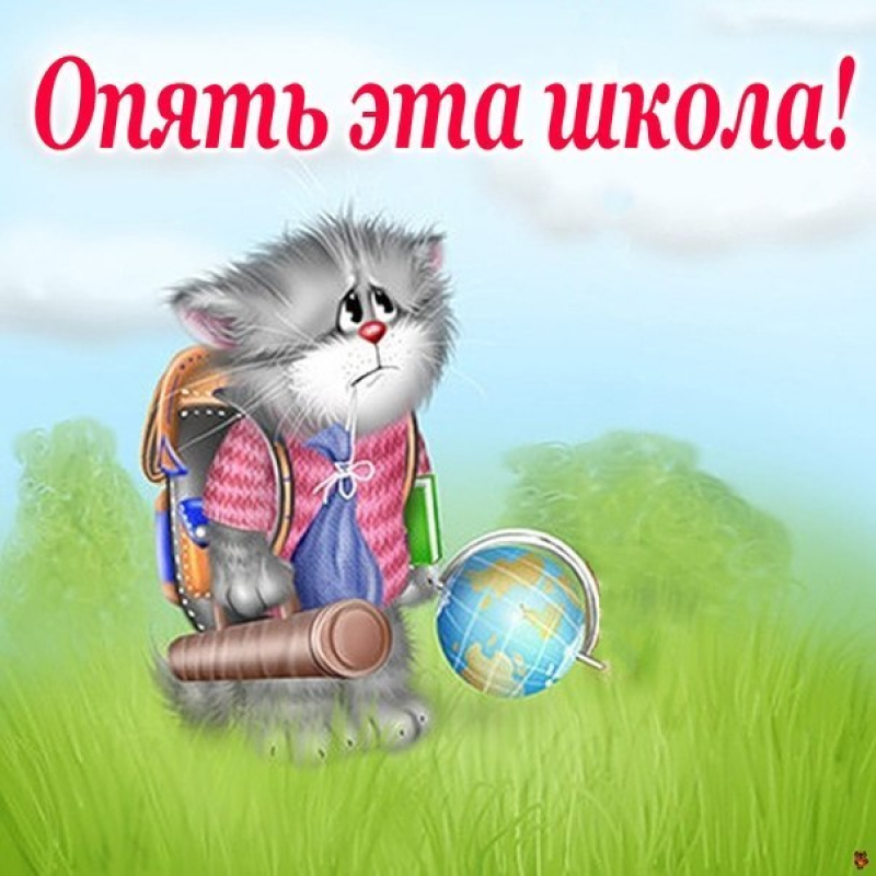 Грустный кот