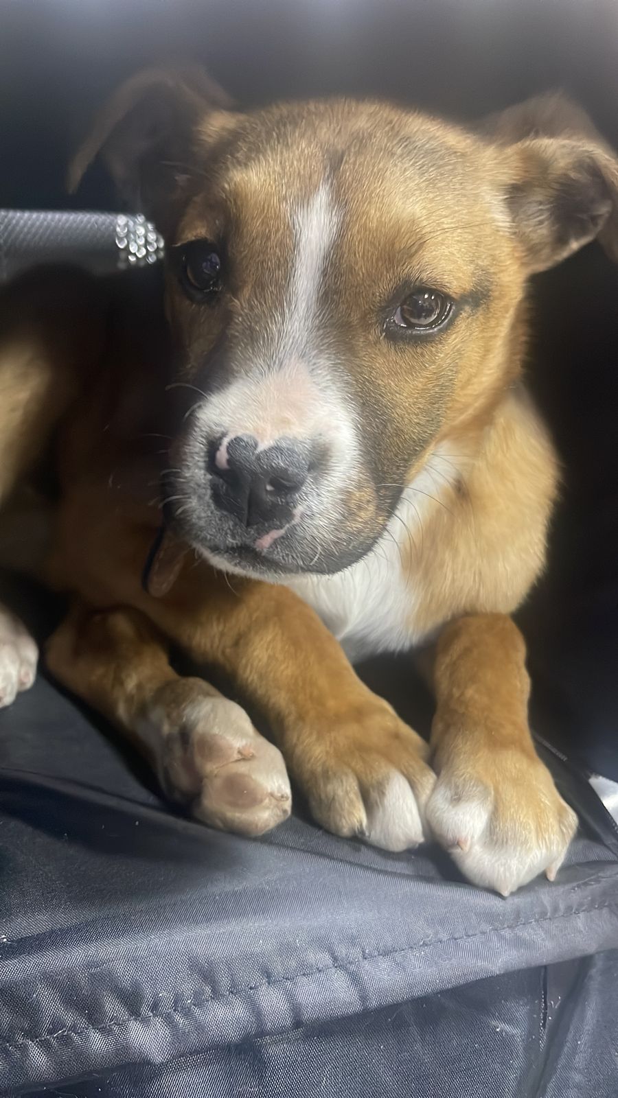 Осетия, любовь и собаки: как я вернулась из путешествия с испанским алано Ланой