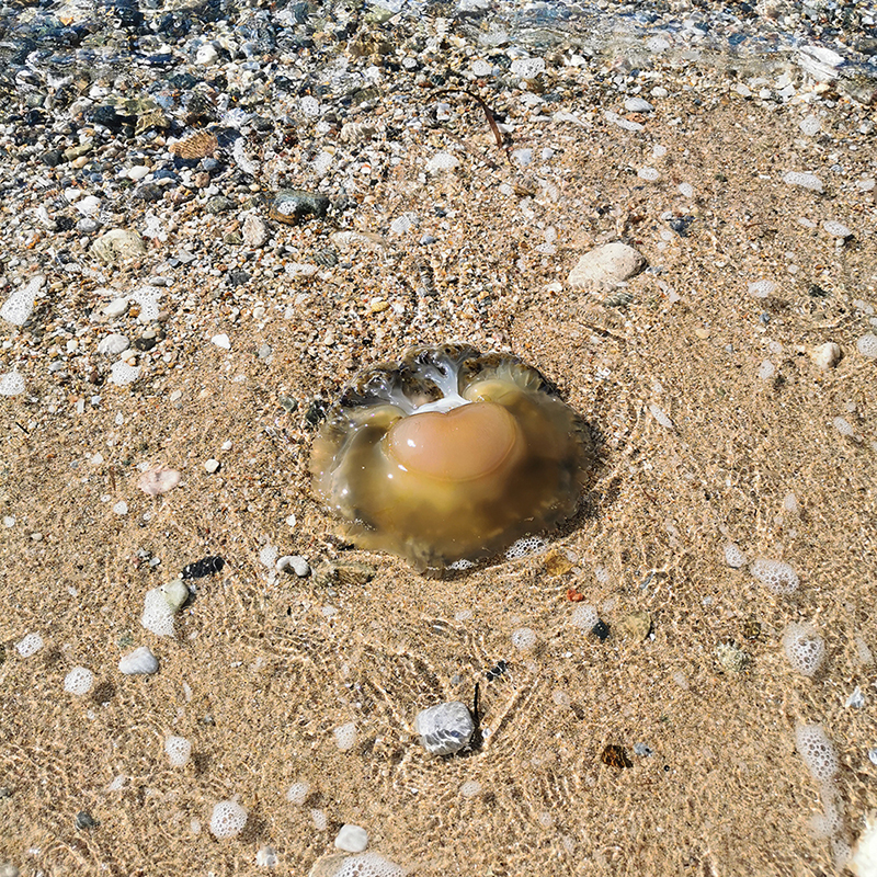 Коричневая медуза на нашем пляже