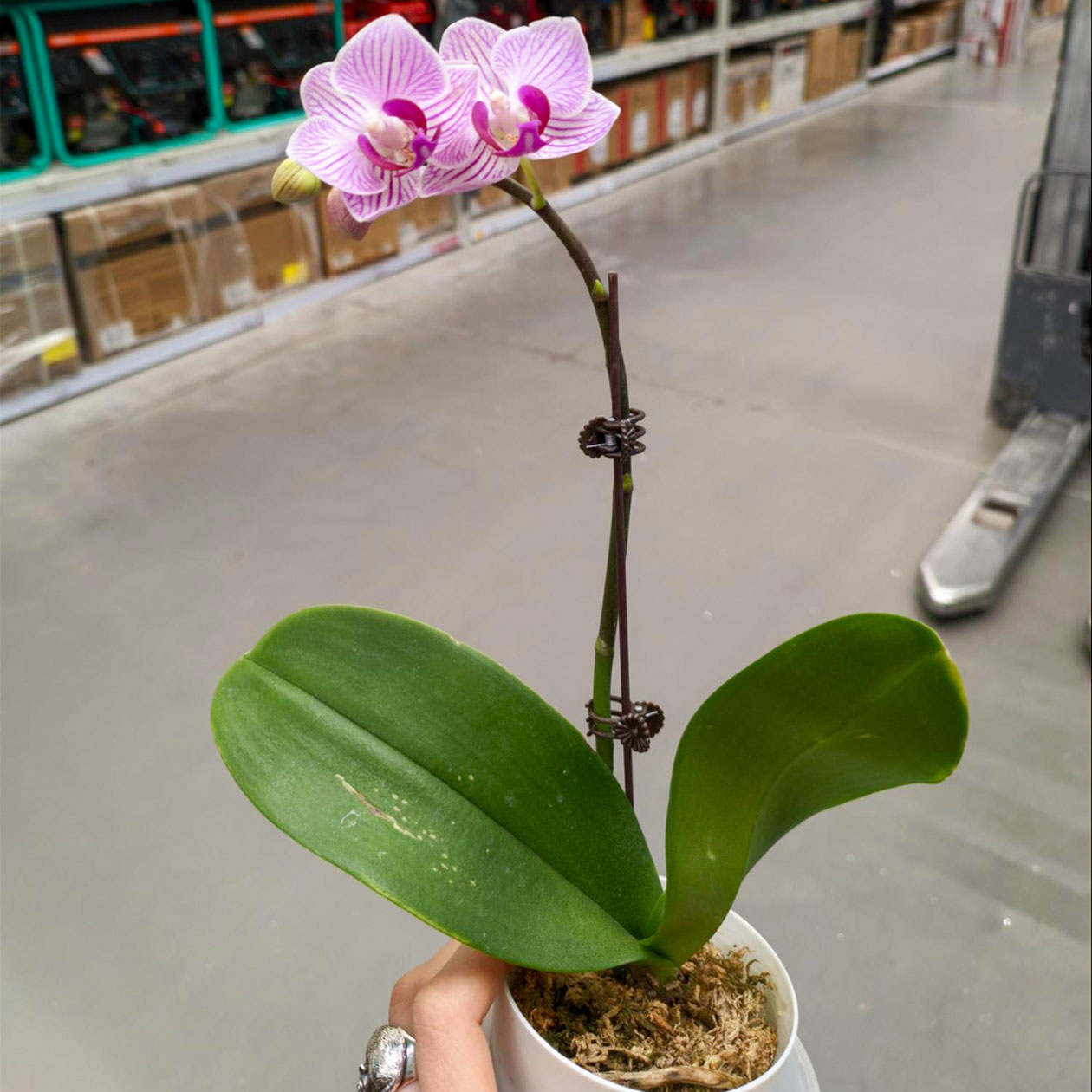 Взяли фаленопсис — разновидность орхидеи