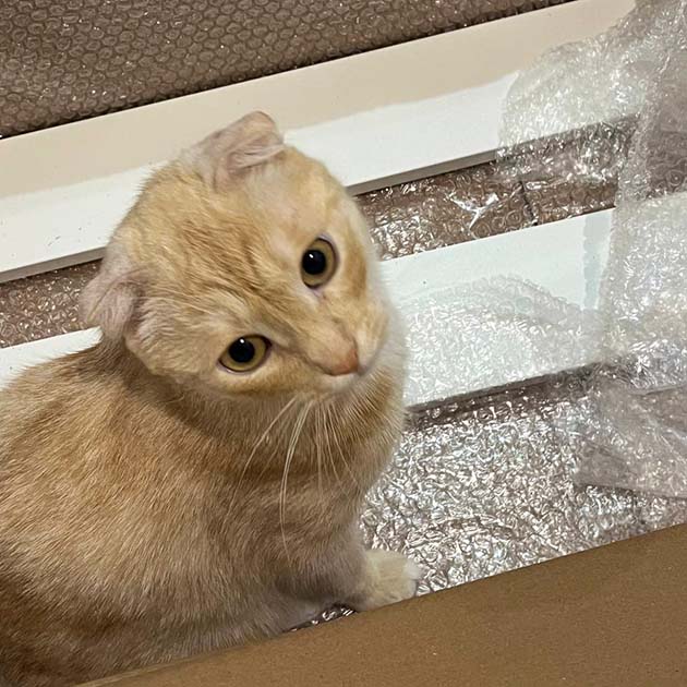 Муж собирал комод под чутким контролем кота