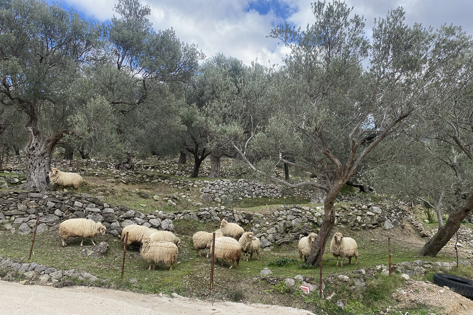 Обитатели оливковой рощи