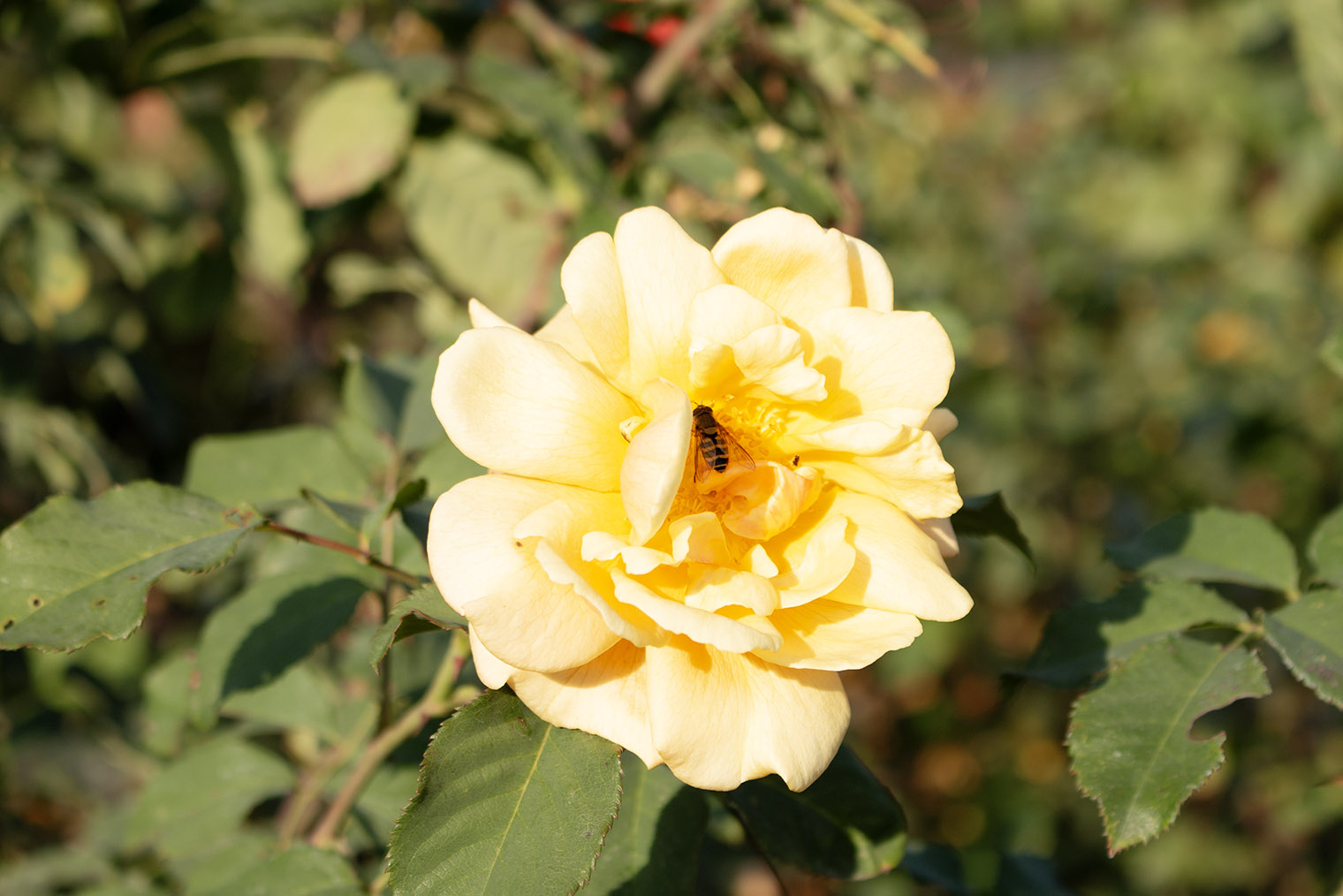 Цветущая роза и пчела. Это фото я сделал 8 ноября