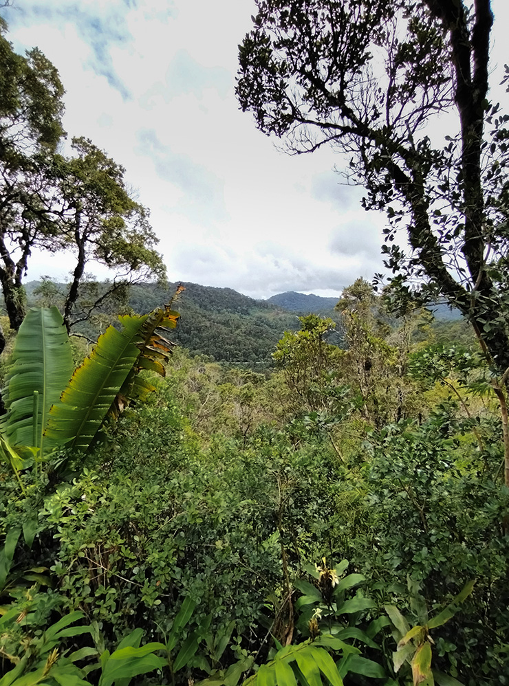 Парк и его окрестности — это ярко⁠-⁠зеленые дождевые леса