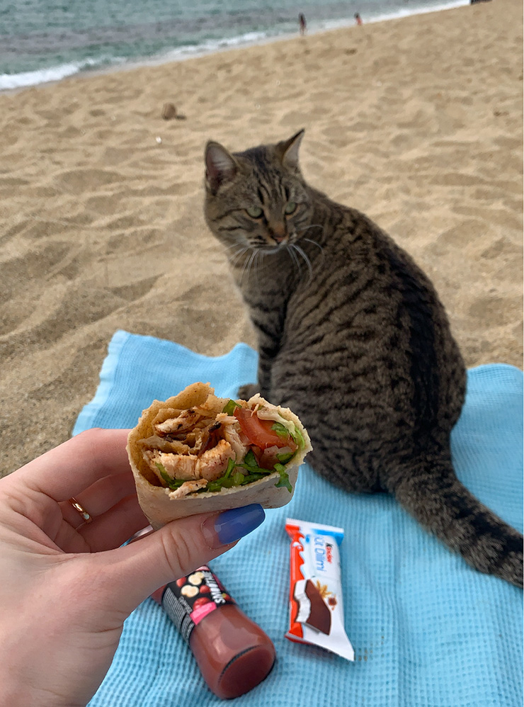 Коты иногда подходят к людям на пляже и спокойно усаживаются на подстилки