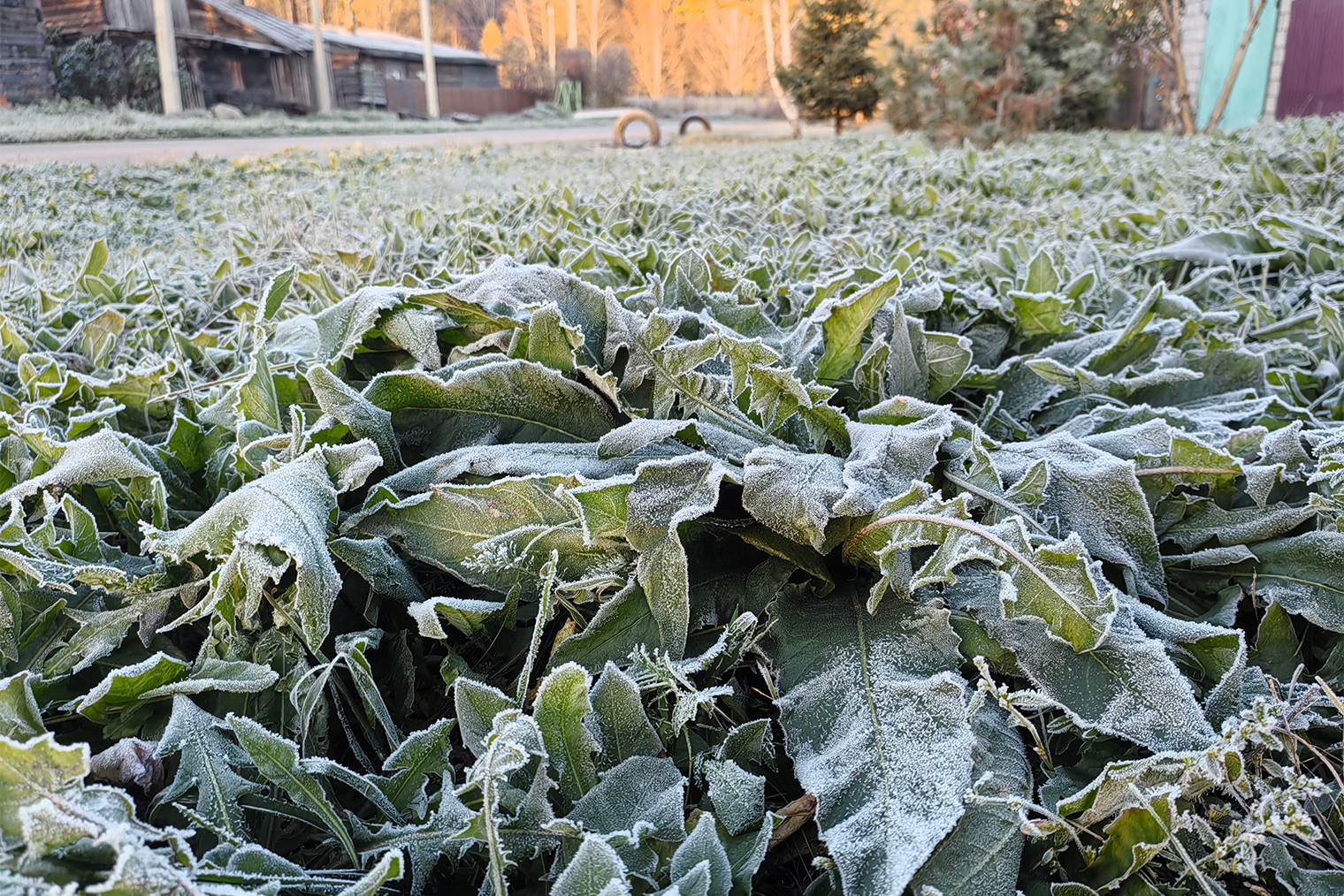 Изморозь на траве до сих пор не растаяла