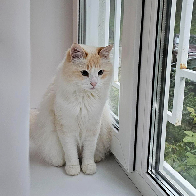 Кисе погода тоже не нравится