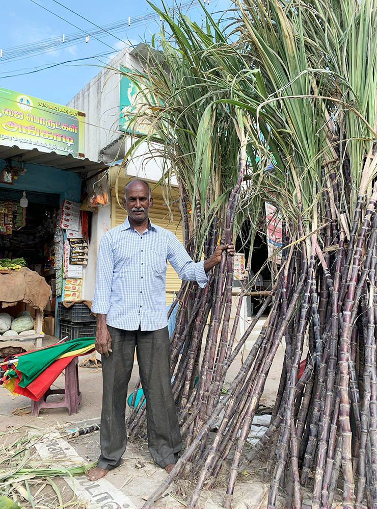 Продавец бамбука. Во время фестиваля урожая Понгал бамбуком украшают дома и входы в храмы