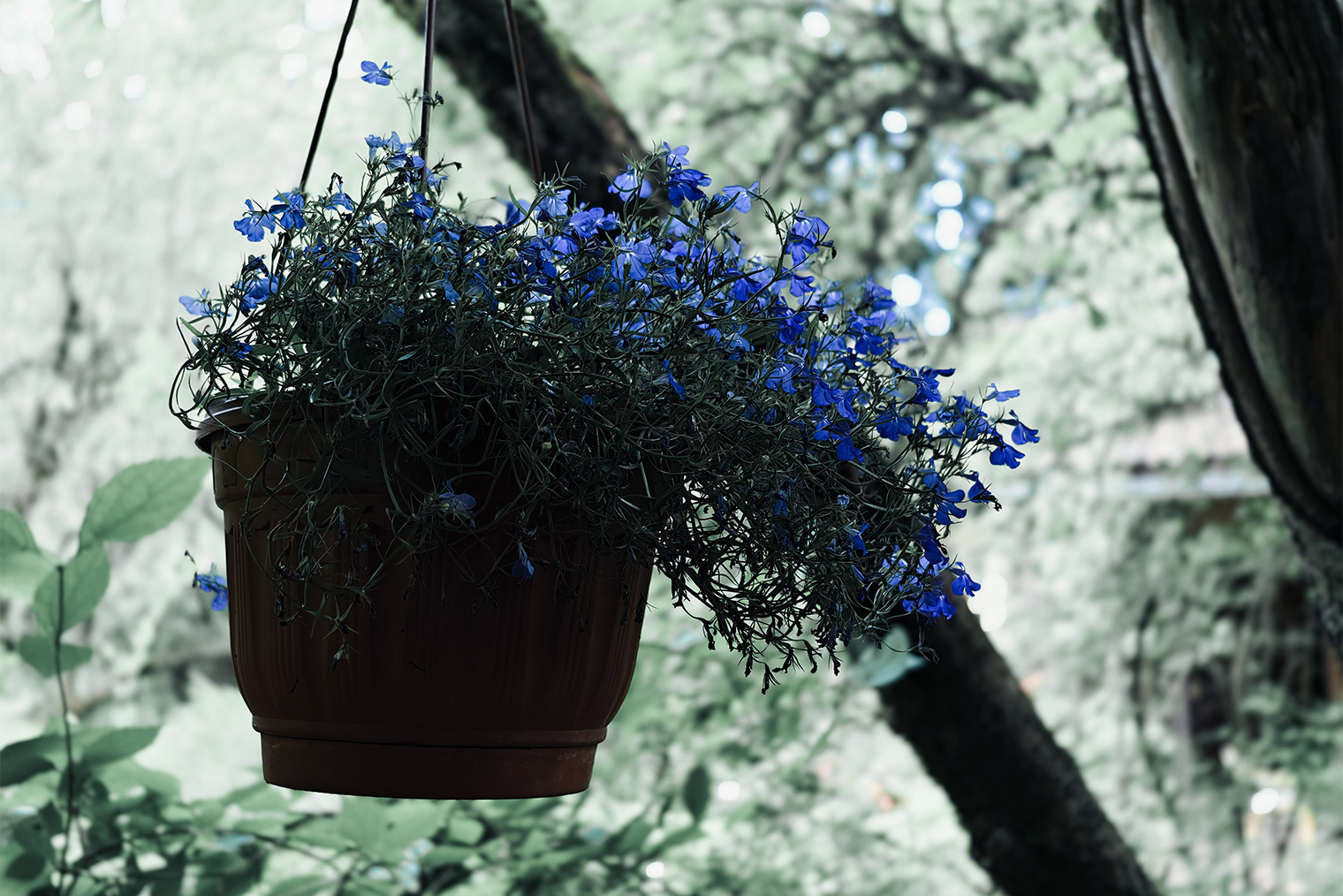 Моя любимая «пленка» — прозрачная синяя Vb.Blue