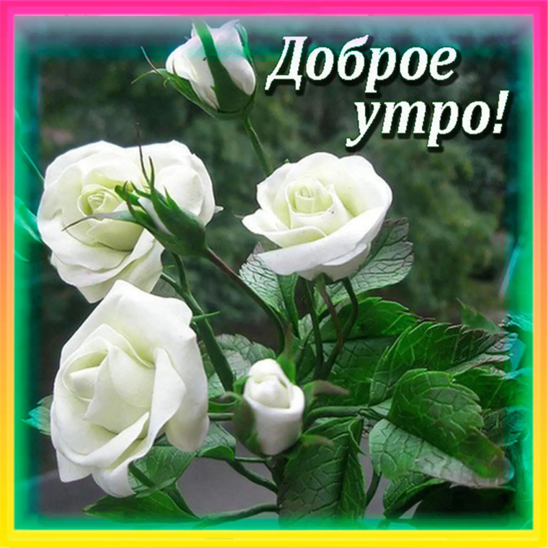 Розы
