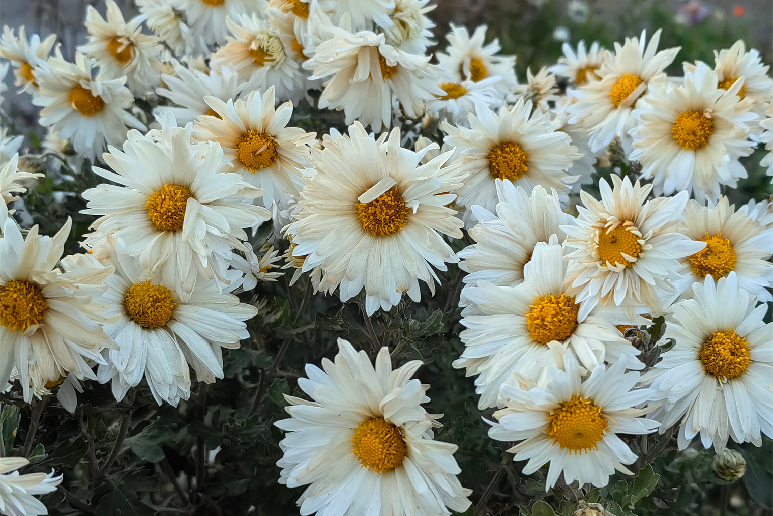 Клумбы на территории ДК еще в цветах