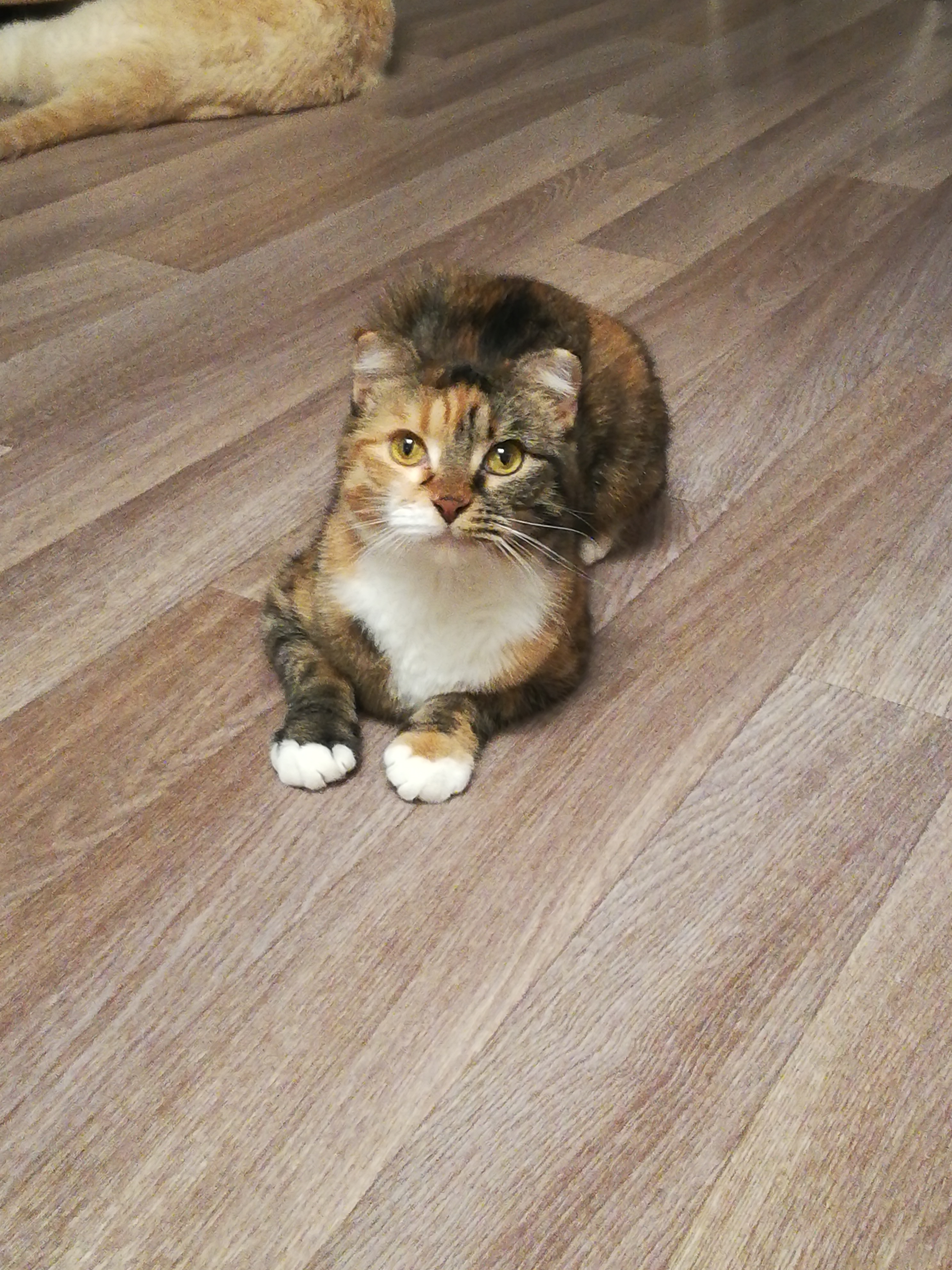 На фото Соня ждёт, когда я с ней поиграю. Хозяйка улетела в Питер, а я зооняня