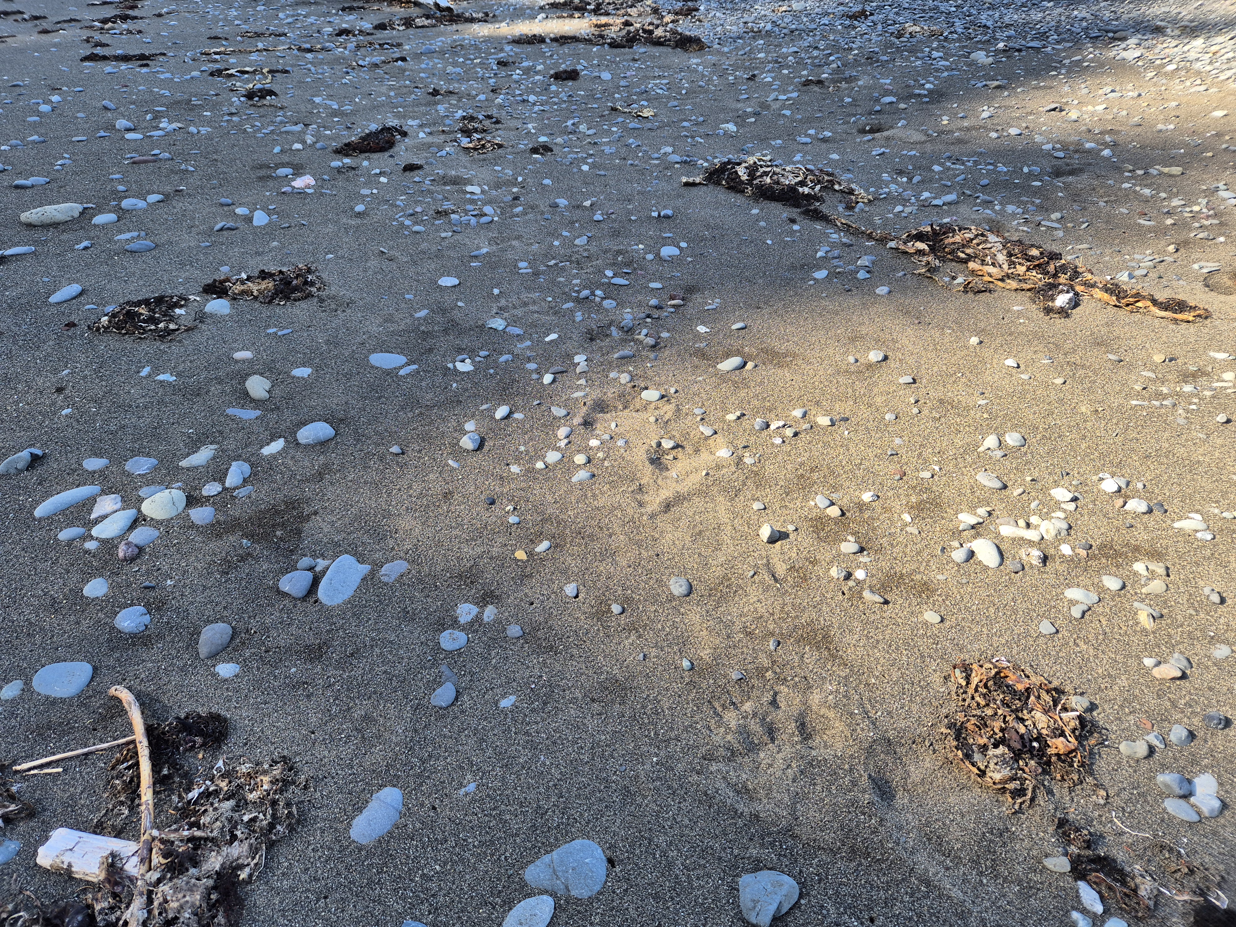 Медвежьи следы (одни из многих)