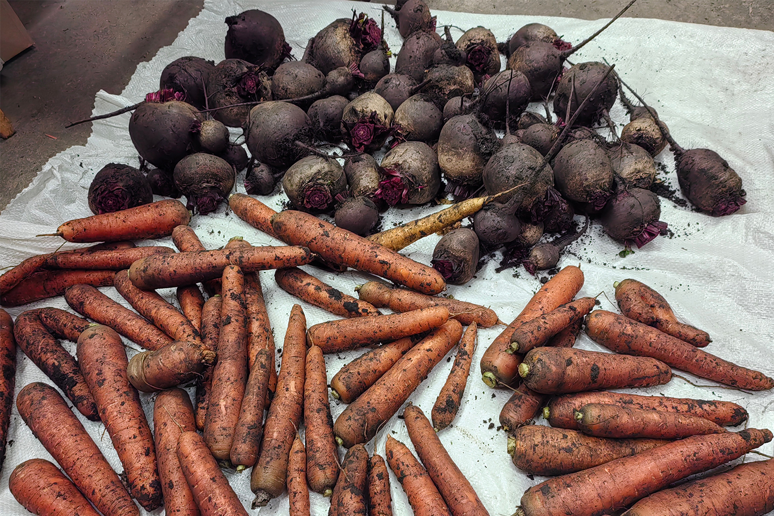 Муж собрал овощи с грядок