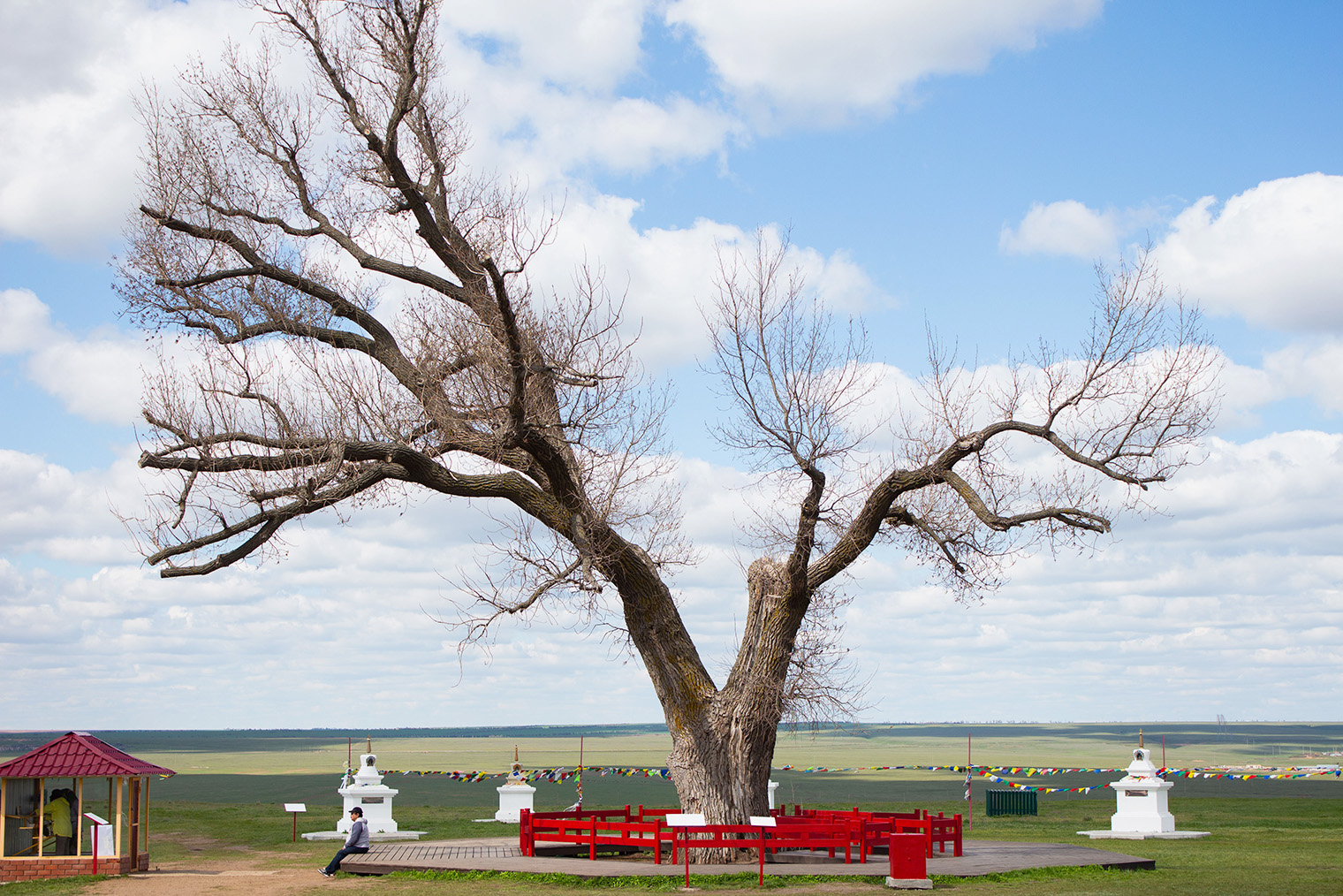Так дерево-долгожитель выглядело в мой приезд в апреле 2025 года