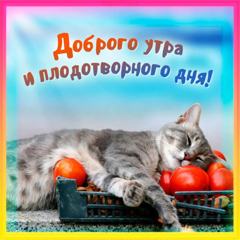 Кот в помидорах