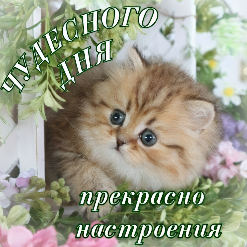 Испуганный котенок