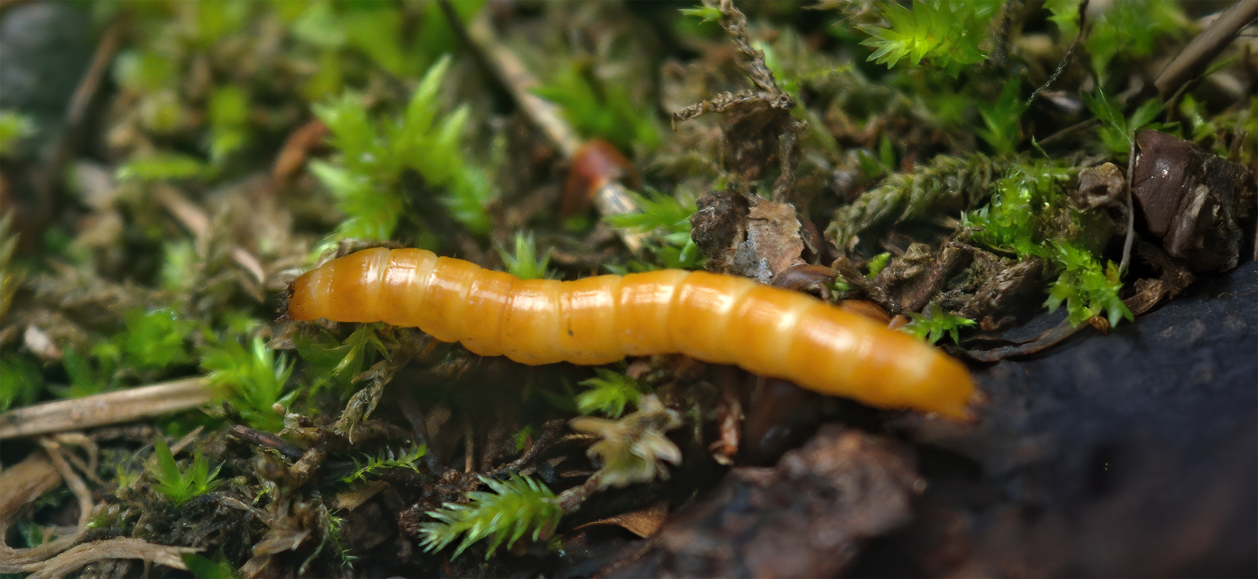 Как избавиться от про­волоч­ника без пести­цидов раз и навсегда