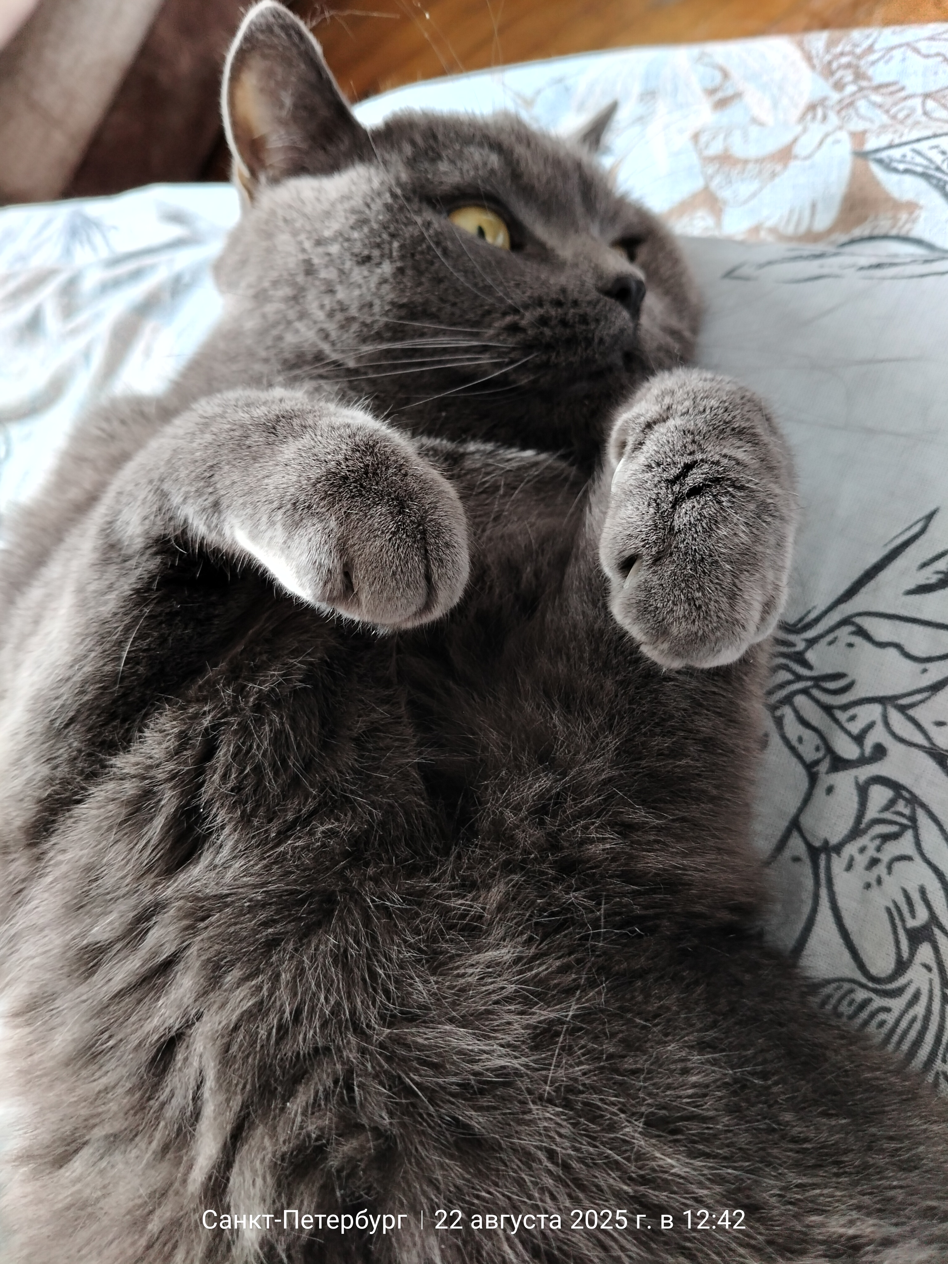 А теперь любите меня,ласкайте меня, а еще вкусняшку давайте