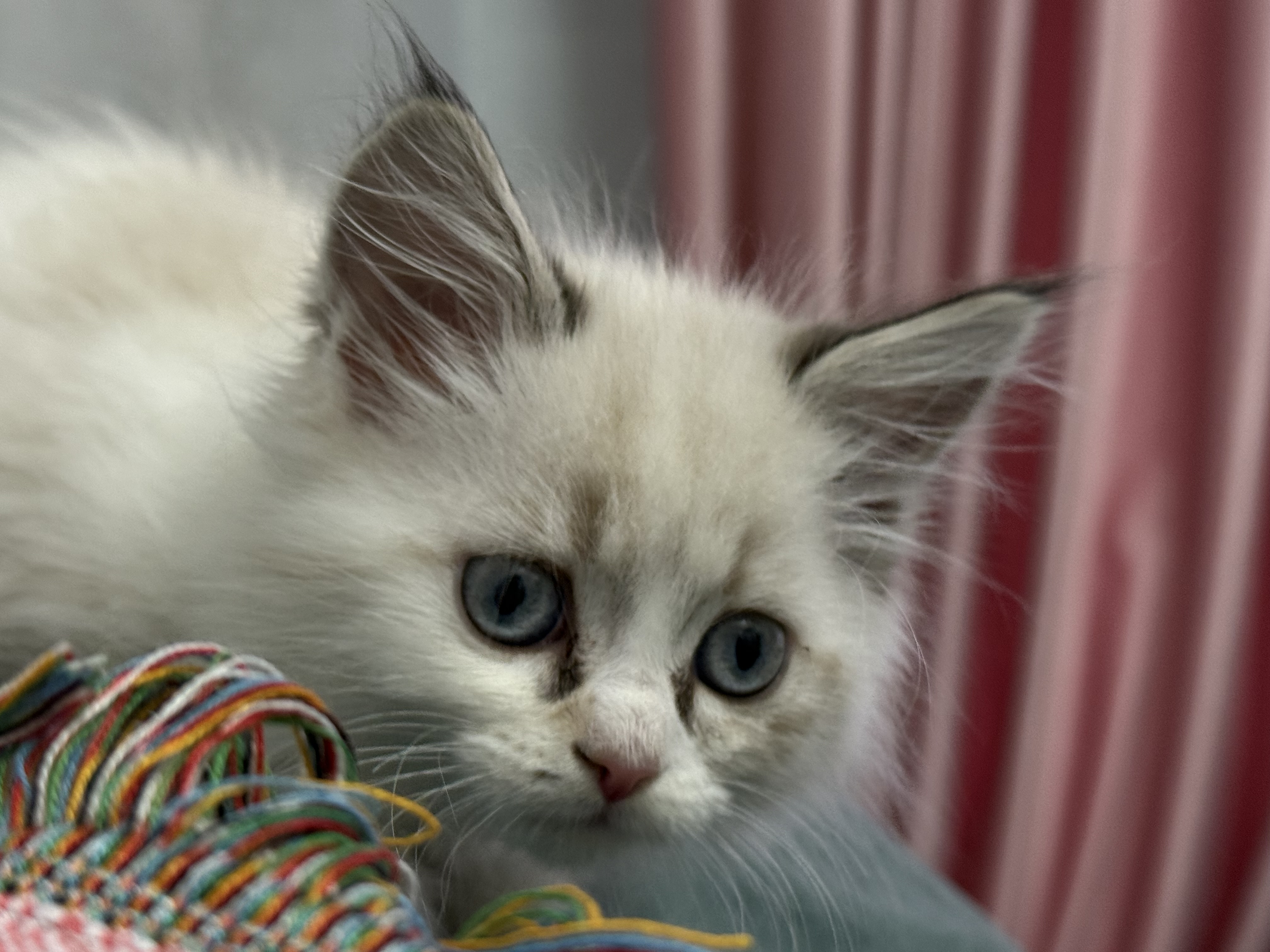 Фотография года