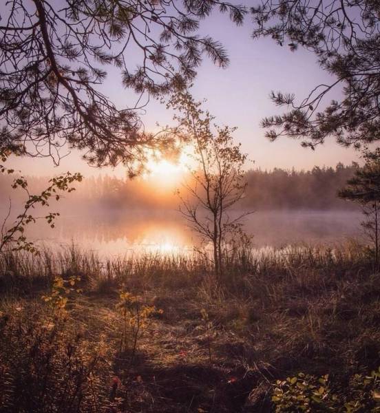 Киса Воробьянинова 