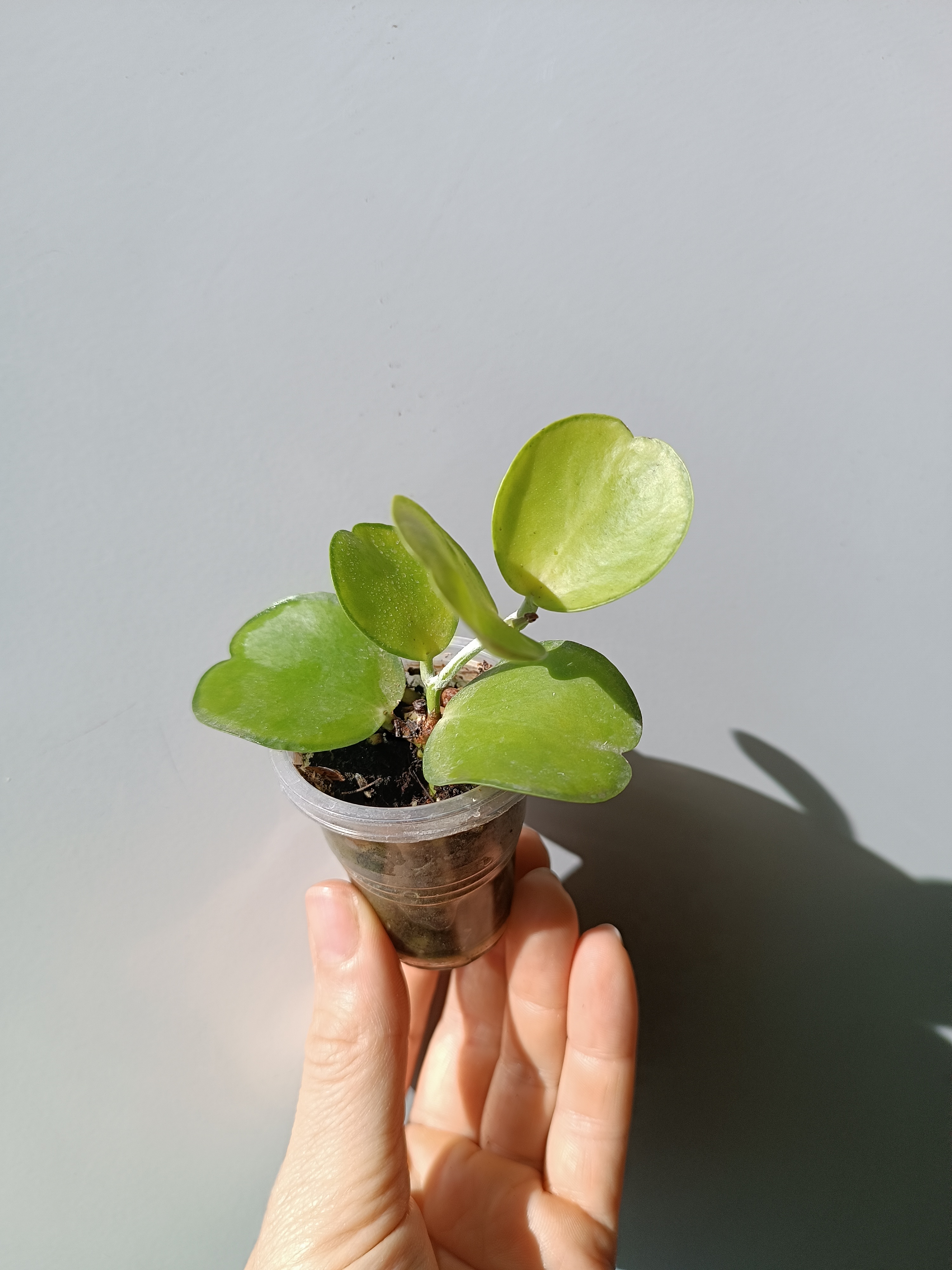 Дисхидия apple leaf растет у меня медленнее других. Купила черенок с двумя листьями в сентябре, и только в апреле появилась точка роста