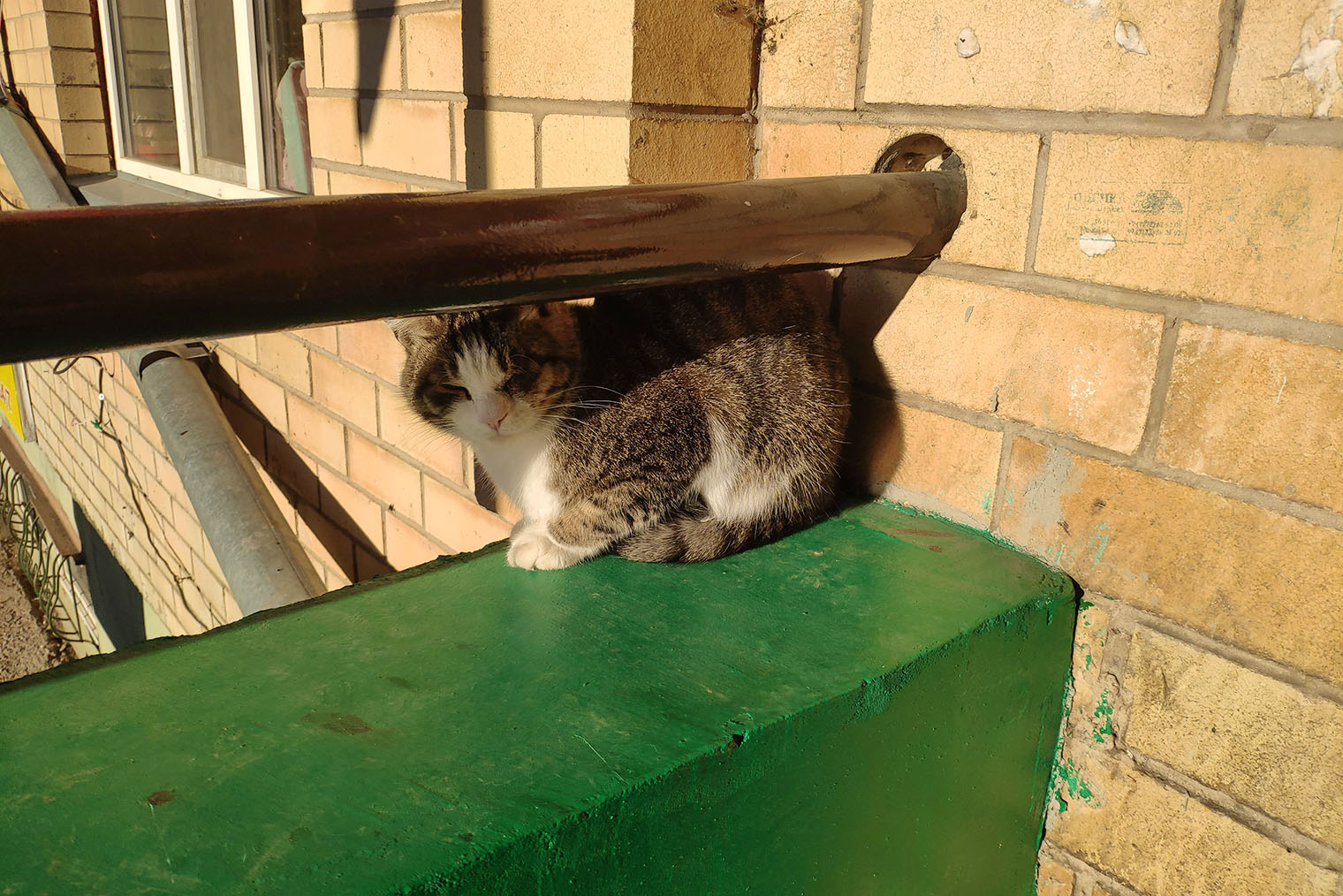 Еще там много котов. Этот охранял подъезд дома в Астане, где мы жили. Иногда он лежал на большой подушке