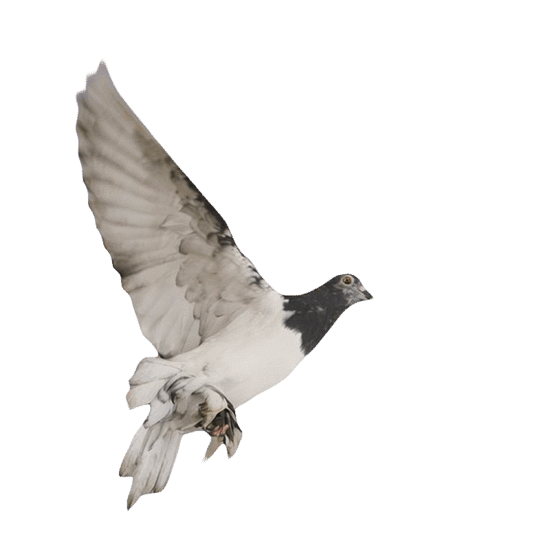 Лейбл заголовка