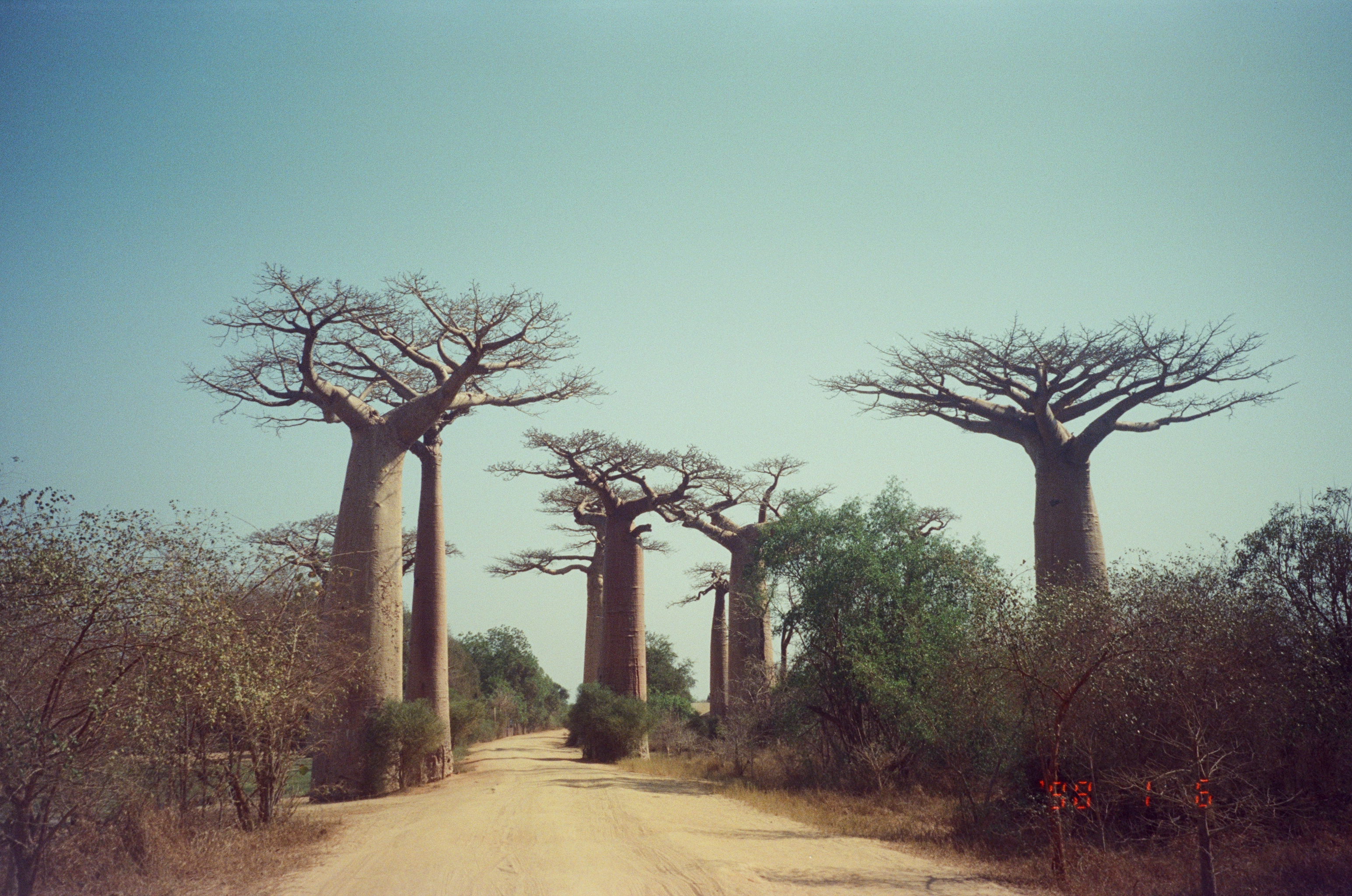 Аллея Баобабов, визитная карточка Мадагаскара. Этот тип баобабов называется Грандидье и является мадагаскарским эндемиком! Мы были на острове в сухой сезон, поэтому на них нет листьев. Интересно, что всего в природе существует девять видов баобабов, и шесть из них, включая Грандидье, — эндемики Мадагаскара