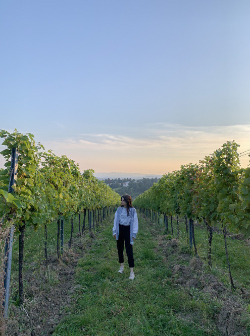 Виноградники в Вене