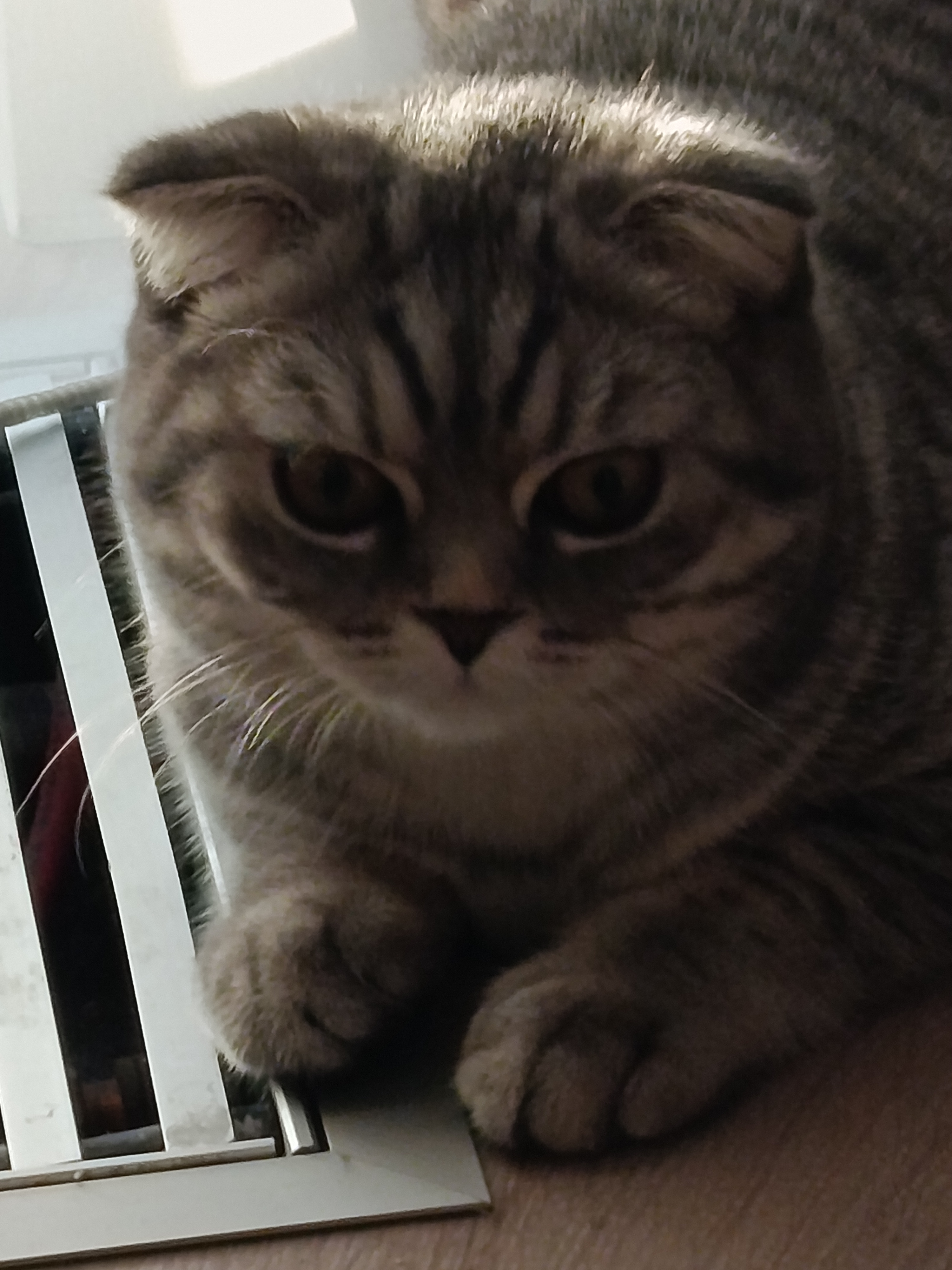 Мери Маруся