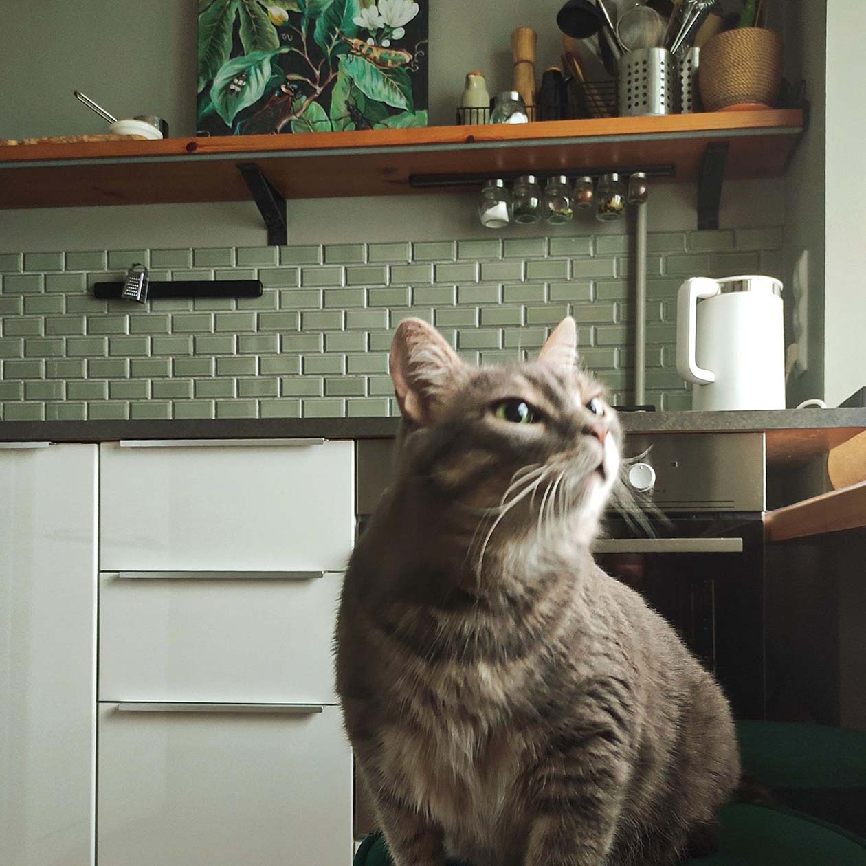 Готовим с котом суп