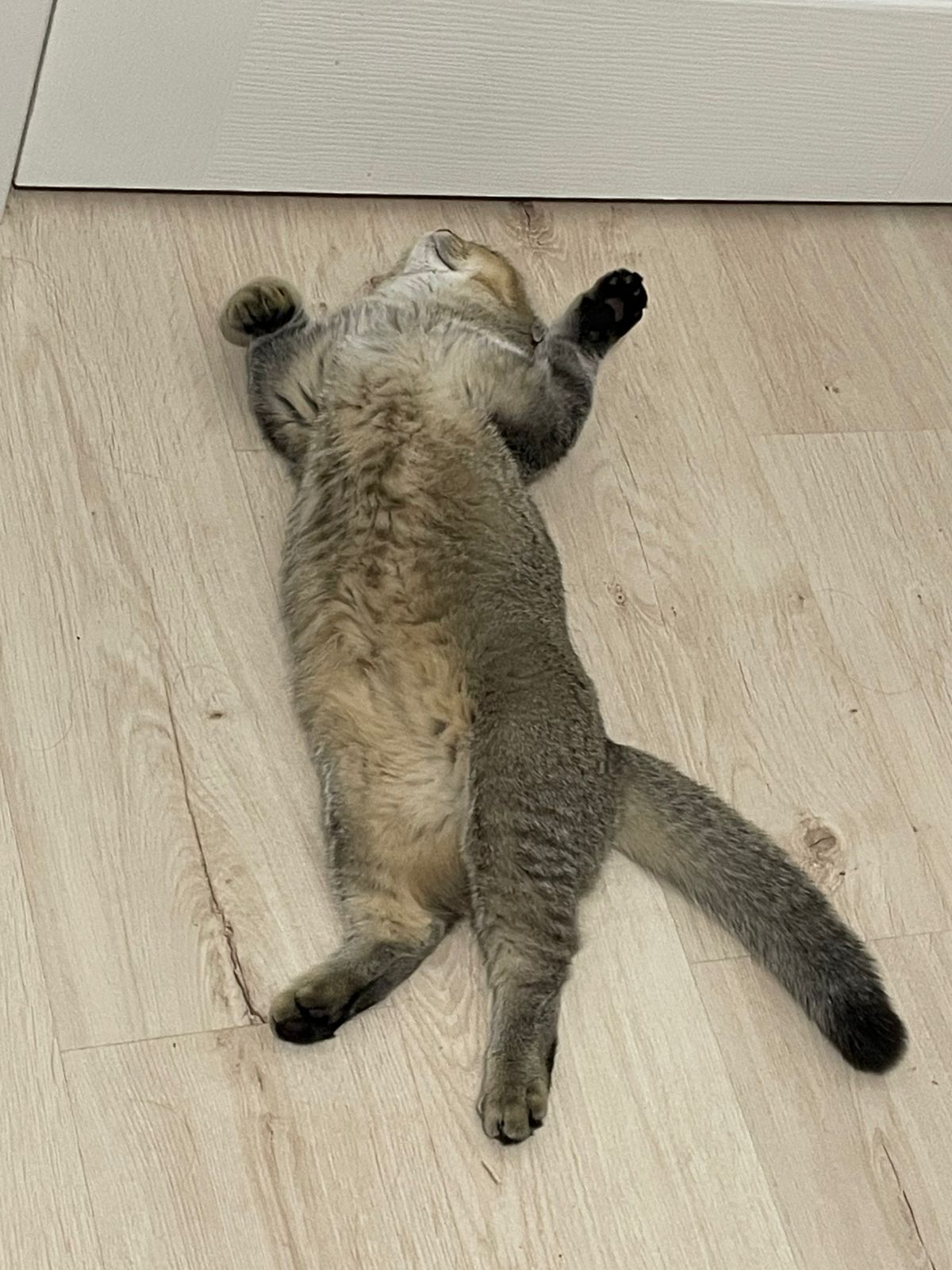 Фото питомца: кот Сима очень любит спать