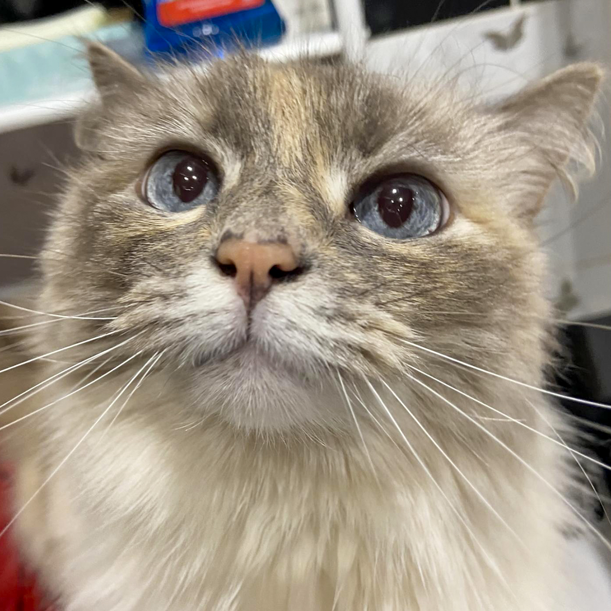 Кошка следила за мной в ванной